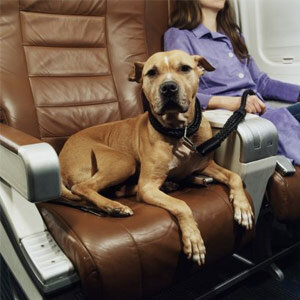 dog travel international flight