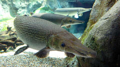 alligator gar stuffed animal