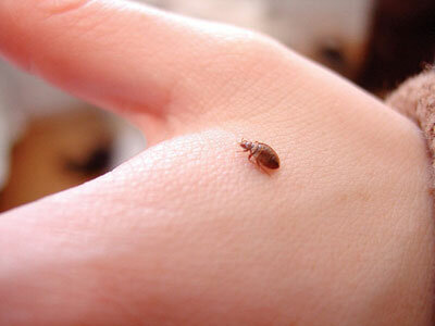 What Are Bedbugs Howstuffworks