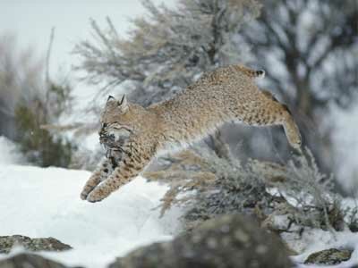 What S The Difference Between A Bobcat And A Lynx Howstuffworks