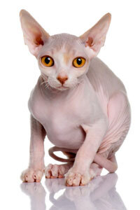 causes of hair loss in cats
