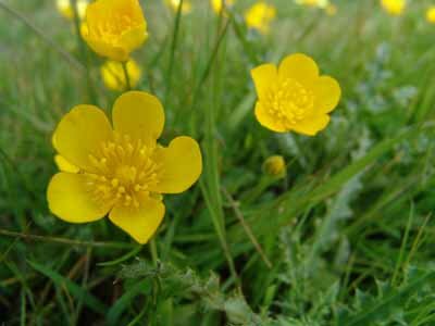 Creeping Buttercup: A Profile of a Perennial Flower | HowStuffWorks