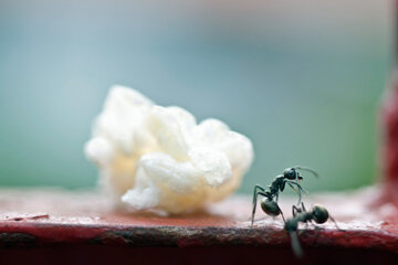 Cupboards Pantries And Ants Howstuffworks