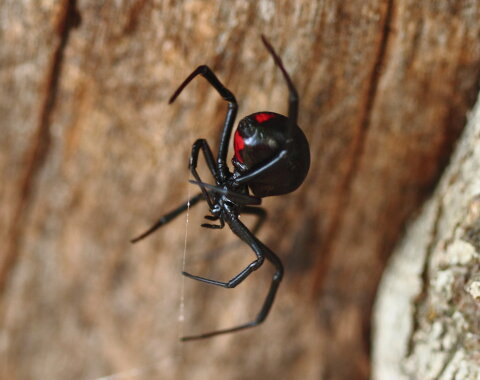 What S The World S Deadliest Spider Howstuffworks