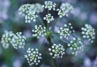 Sweet Alyssum A Profile Of An Annual Flower Howstuffworks