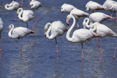 Flamingos A Leg To Stand On Howstuffworks