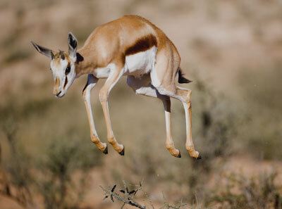 How Do Gazelles Use Body Language Howstuffworks