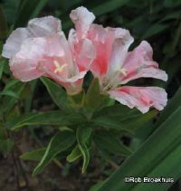 Godetia, Farewell-to-Spring, Clarkia: Annual Flower  HowStuffWorks