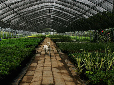 How Greenhouses Work Howstuffworks