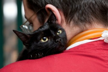 Home Remedies For Cats Howstuffworks