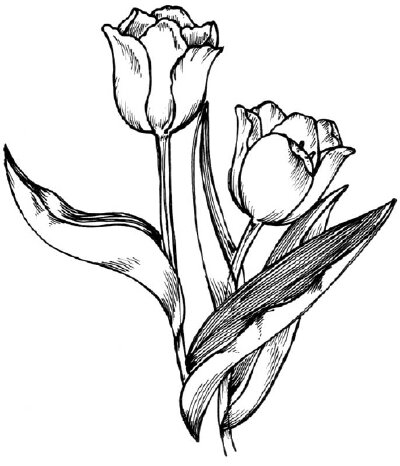 Tulip Flower Drawing Easy Step By Best Flower Site