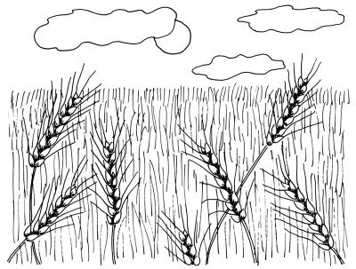 Поле с колосками рисунок