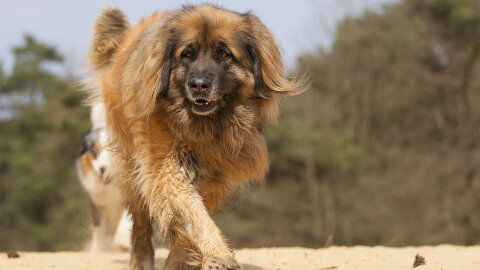 leonberger rescues