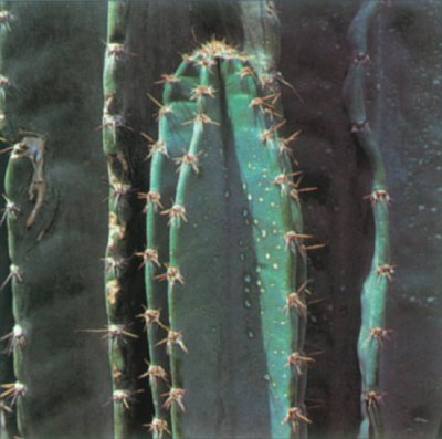 Peruvian Apple Cactus A Portrait Of A House Plant Howstuffworks