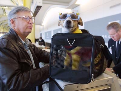 cost to bring a dog on a plane