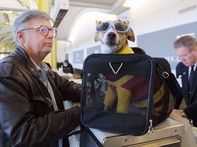 How Do Airlines Determine How Expensive A Pet Plane Ticket Is