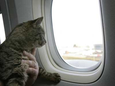 traveling with cats on a plane international