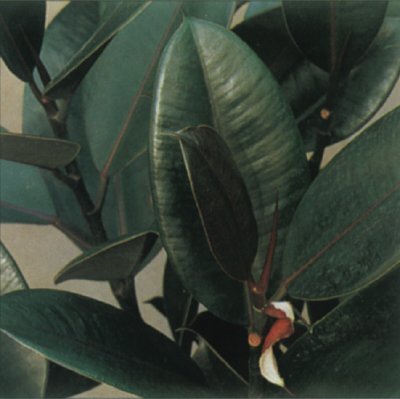 Rubber Tree Medicinal Plants Healing