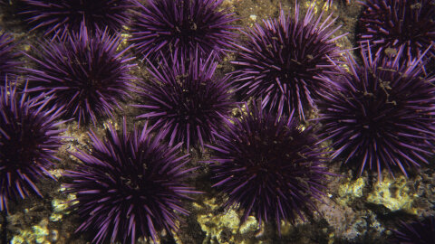 best water shoes for sea urchins