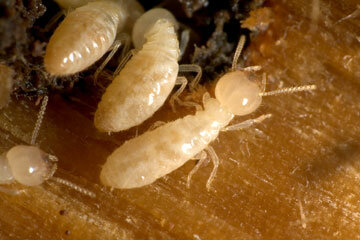 Termites And Structural Property Damage Howstuffworks