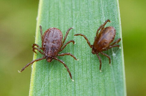 Can You Squish A Tick To Death How Ticks Work Howstuffworks
