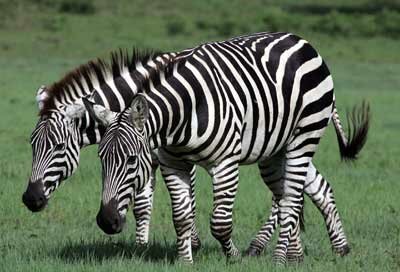 zebra travel system