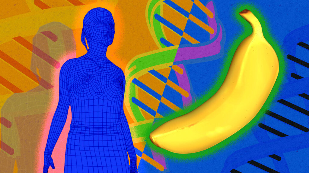 Do People And Bananas Really Share 50 Percent Of The Same Dna Howstuffworks 