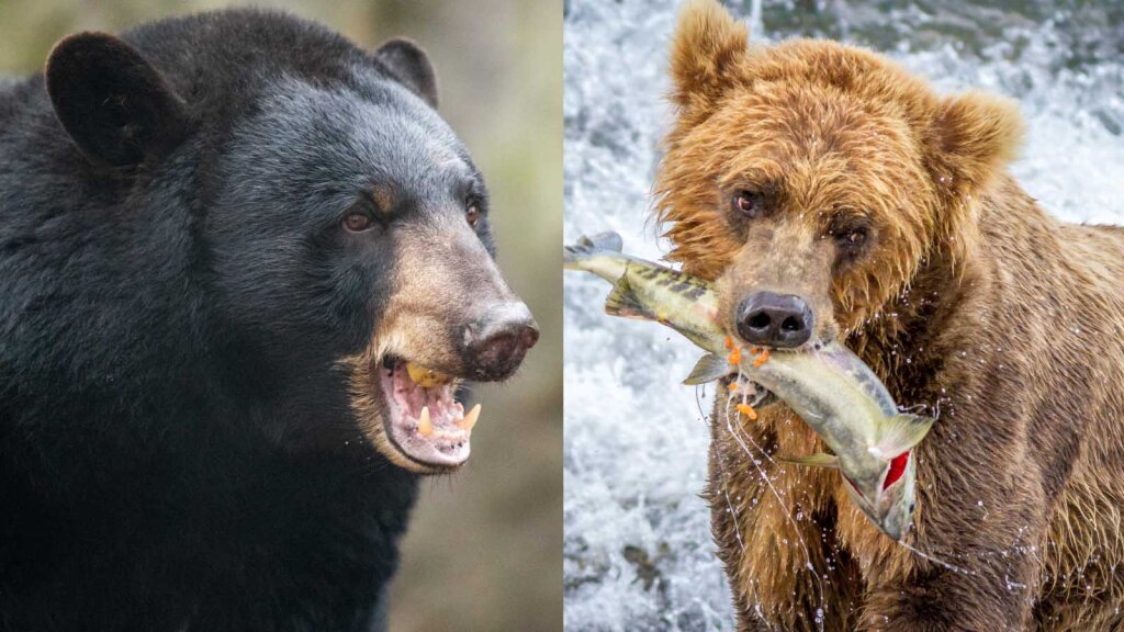 what-s-the-difference-between-a-brown-bear-and-a-black-bear