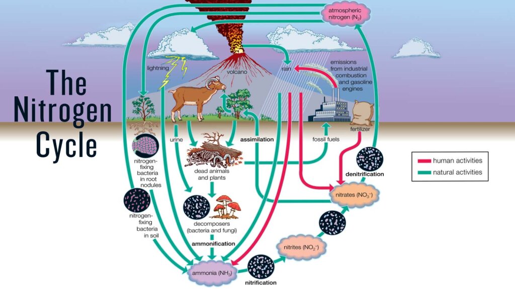 explain-different-steps-of-nitrogen-cycle