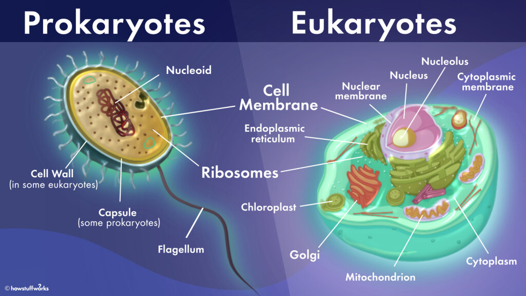 What's the Difference Between Prokaryotic and Eukaryotic ...