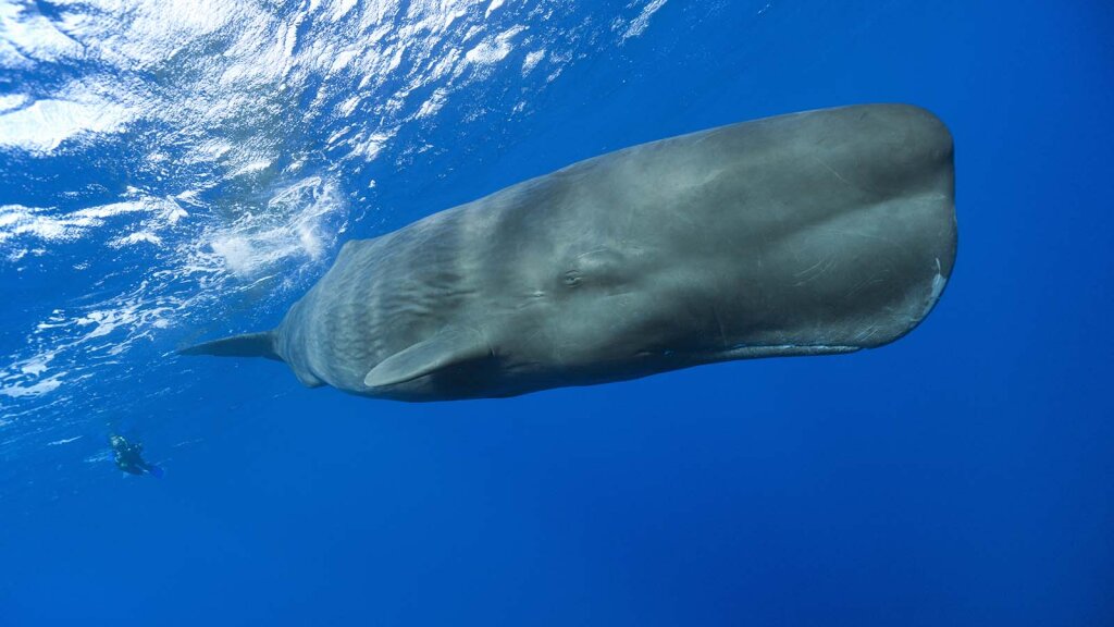 why-is-ambergris-whale-poop-so-valuable-flipboard