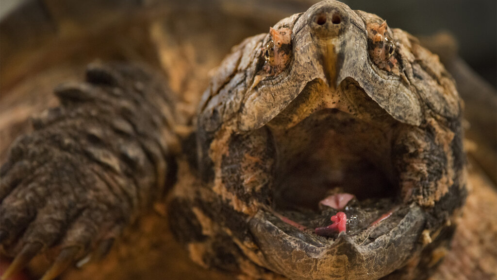 alligator-snapping-turtles-lure-prey-with-wriggling-worm-like-tongue