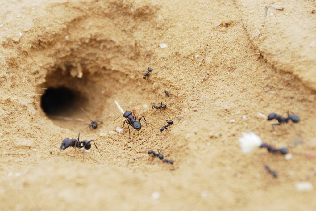 Common Locations for Ant Nests | HowStuffWorks