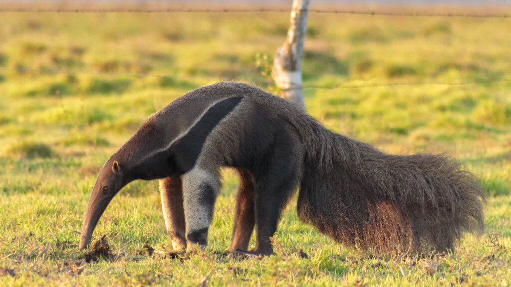 an-anteater-s-tongue-can-be-2-feet-long-plus-7-other-peculiar-anteater