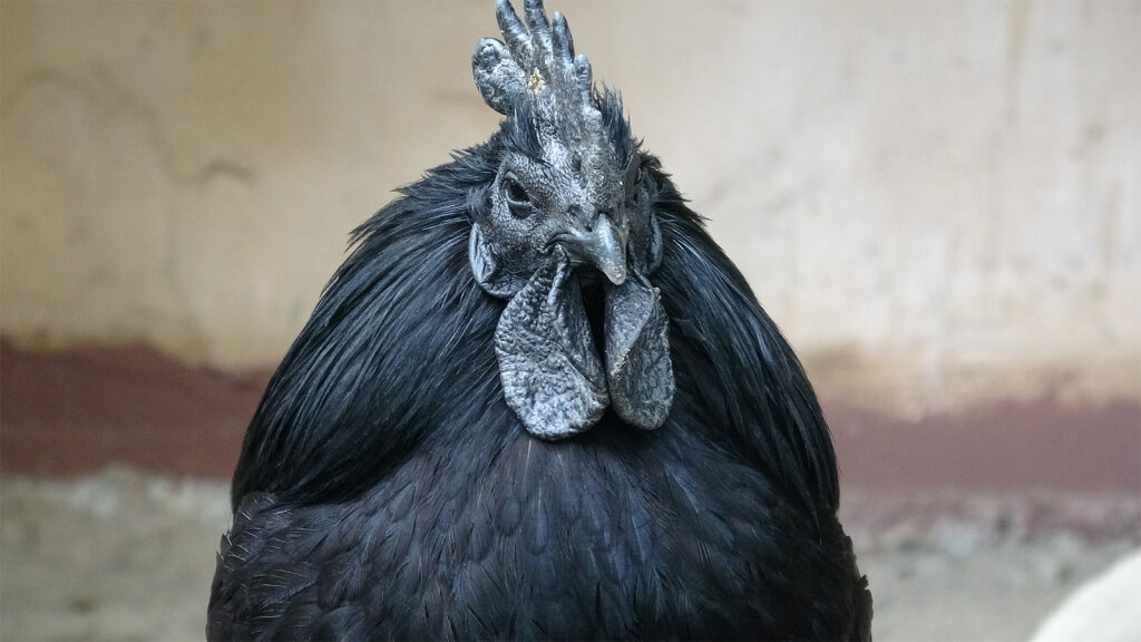 This Chicken Is So Goth It Makes Darth Vader Jealous | HowStuffWorks