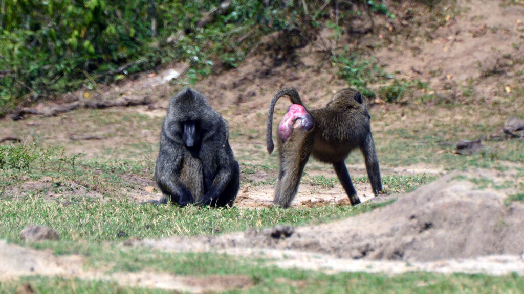 Baboons The Monkeys With The Scarlet Booties Howstuffworks