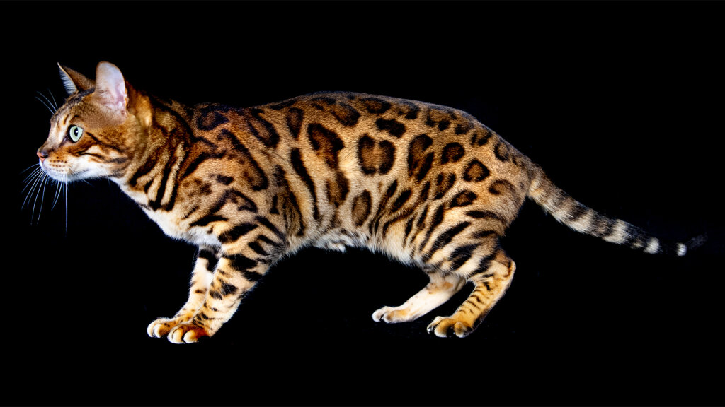 Bengal Cats Are Mini Leopard Hybrid Housecats HowStuffWorks