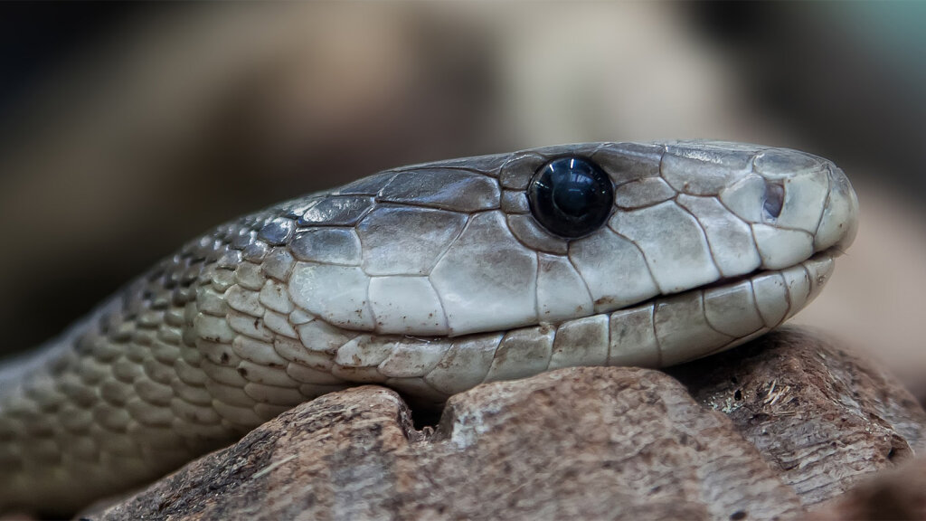 Don't Mess With the Black Mamba, One of the Deadliest Snakes Alive