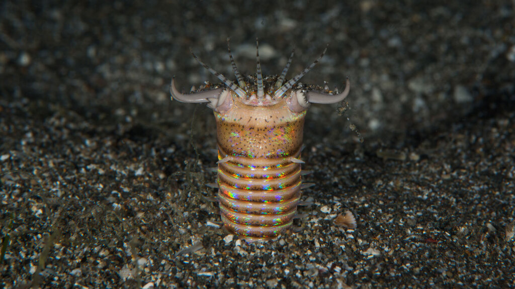 Even Poisonous Sea Creatures Can't Escape the Bobbit Worm