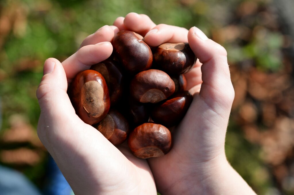 Why is a buckeye seed in your pocket good luck? | HowStuffWorks