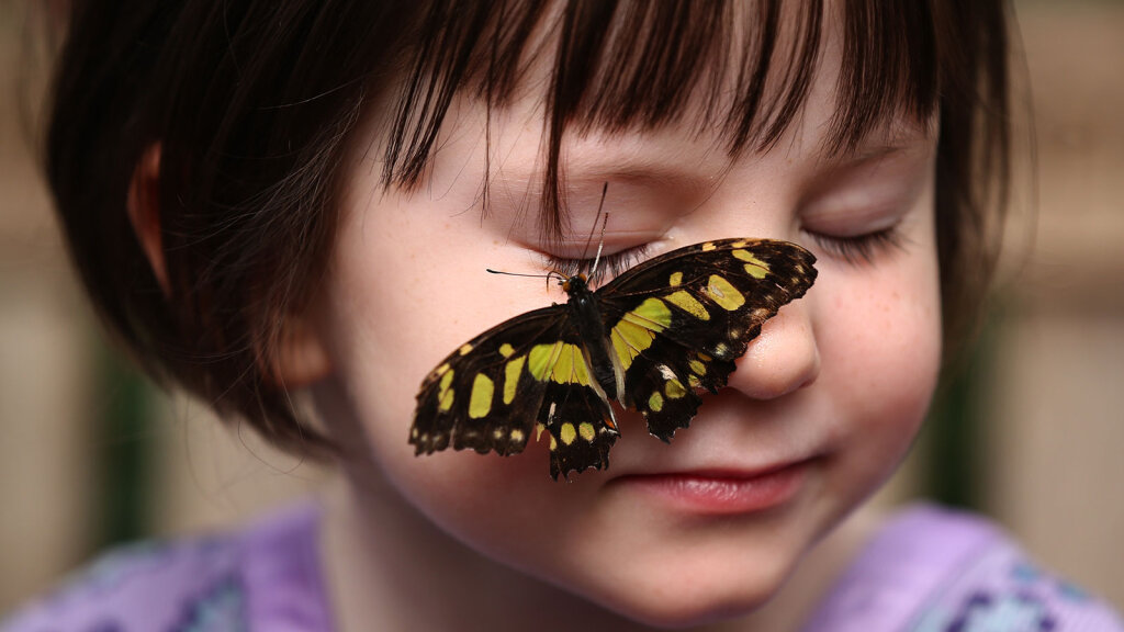 What Is the Butterfly Effect and How Do We Misunderstand It