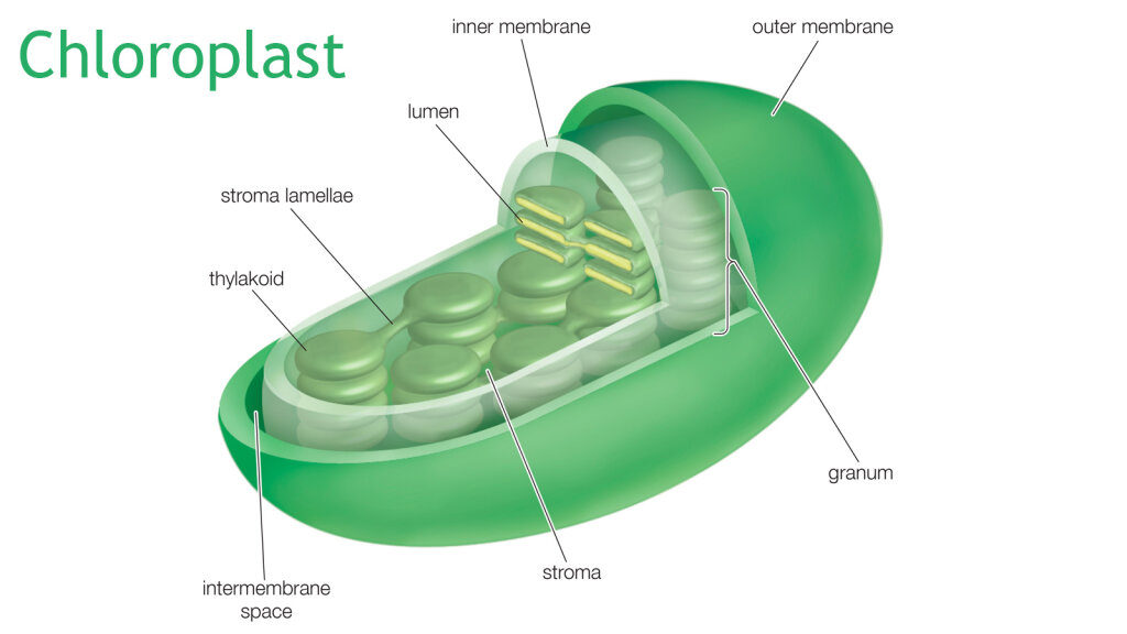 Chloroplasts Are the Plant Cells That Manufacture Energy ...