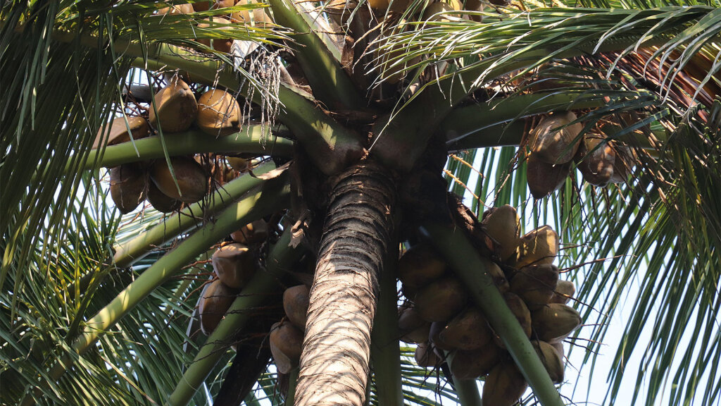 Coconut Palm Trees Could Save Your Life on a Desert Island ...