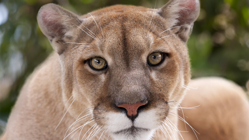 Mountain Lion and a Cougar 