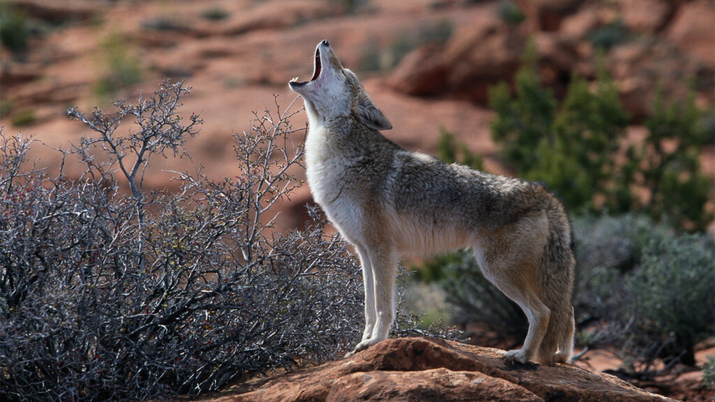 Coyotes: The 'Song Dogs' of North America | HowStuffWorks