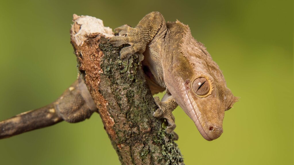 The Cute Crested Gecko, Once Thought Extinct, Is Now Bred by the