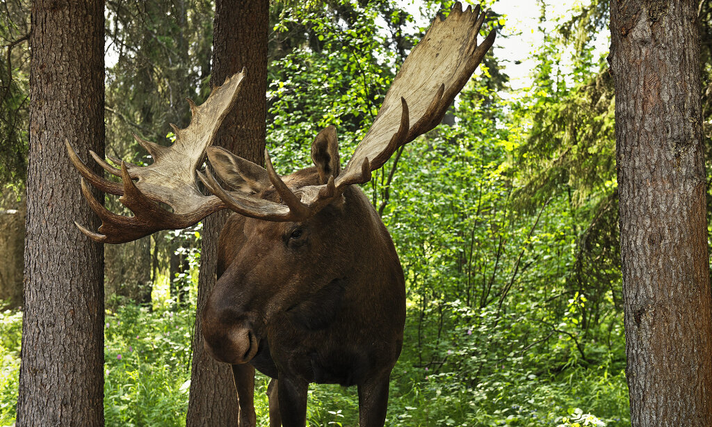 Why are moose more dangerous than bears in Alaska? | HowStuffWorks