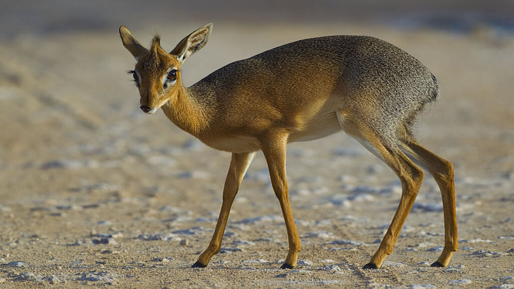 Dik-dik: The Tiny Antelope With the Embarrassing Name | HowStuffWorks