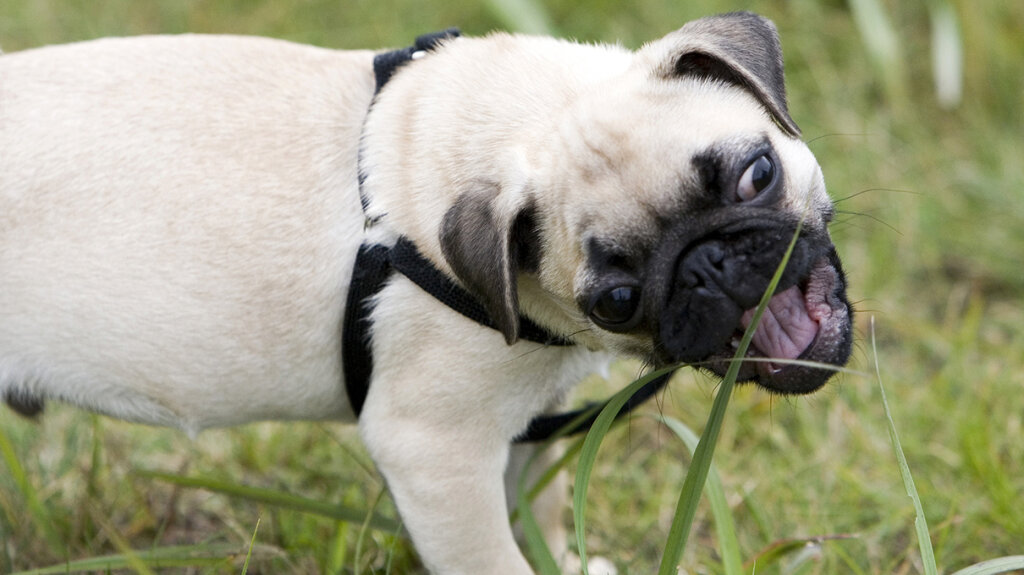 why does my dog eat grass and then vomit