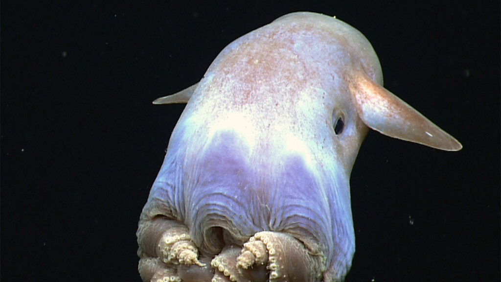 Ghostly, Adorable Dumbo Octopus Spotted by Deep Sea Rover | HowStuffWorks